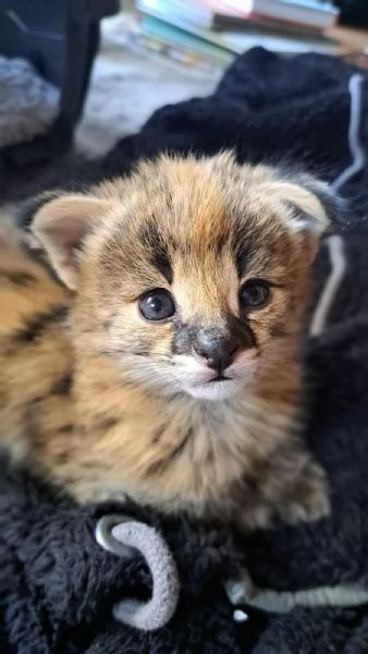 Piccoli serval e savana con Caracal | Foto 2