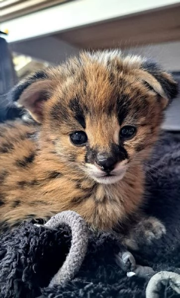 Piccoli serval e savana con Caracal | Foto 1