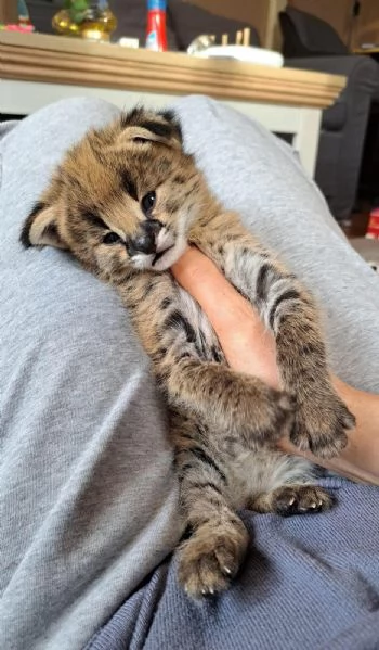 Piccoli serval e savana con Caracal