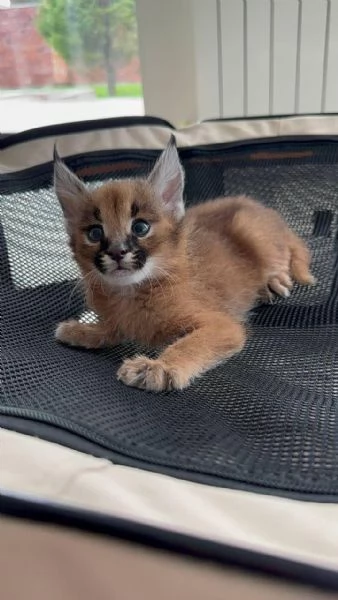 Piccoli serval e savana con Caracal | Foto 0