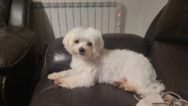 Cuccioli di maltese bianco puro ** PRONTI A PARTIRE ** | Foto 1