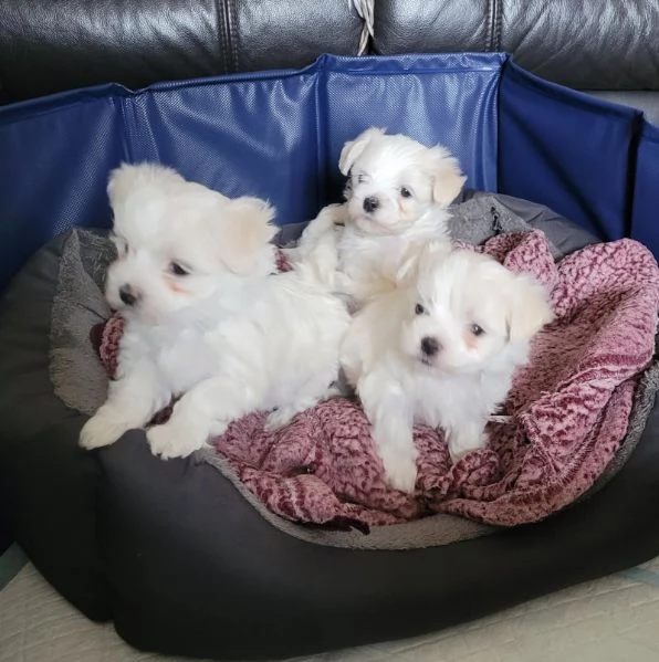 Cuccioli di maltese bianco puro ** PRONTI A PARTIRE ** | Foto 0