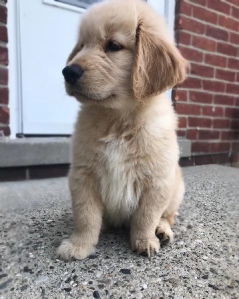 Cucciolo di Golden retriever disponibile
