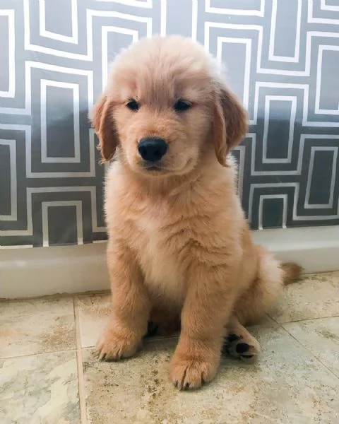 Cucciolo di Golden retriever disponibile | Foto 1