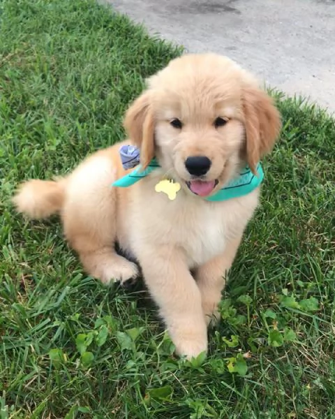 Golden Retriever