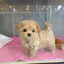cuccioli di barboncino Toy