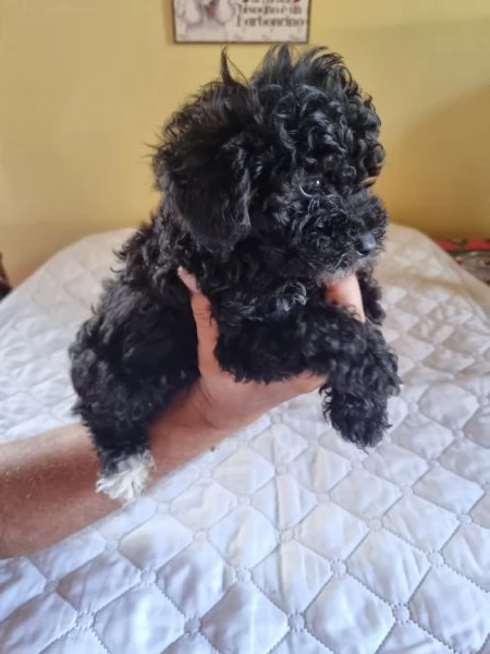 Barboncini toy -nani maschi | Foto 4