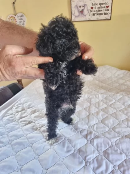 Barboncini toy -nani maschi | Foto 3