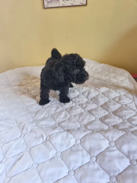 Barboncini toy -nani maschi | Foto 2