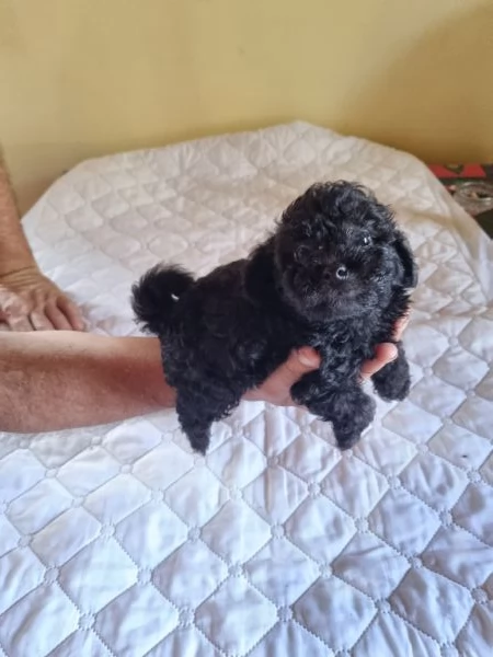 Barboncini toy -nani maschi | Foto 1