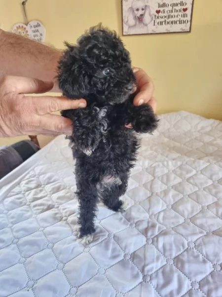 Barboncini toy -nani maschi | Foto 0