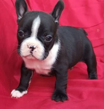 Cuccioli di bulldog francese