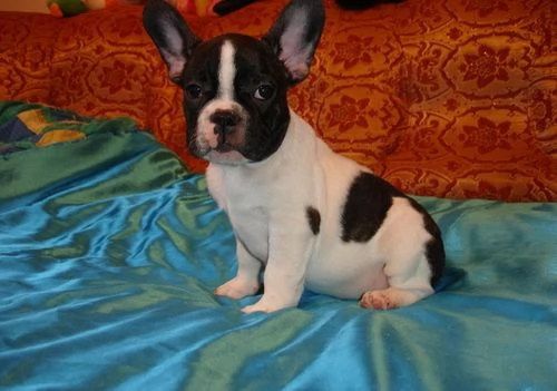Cuccioli di bulldog francese | Foto 0