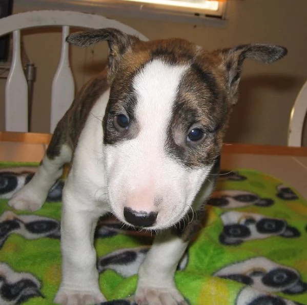 Bella cercando Bullterrier cuccioli pronti ora