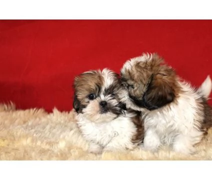 Cuccioli di Shih Tzu a casa di qualcuno che se ne prenda cura | Foto 0