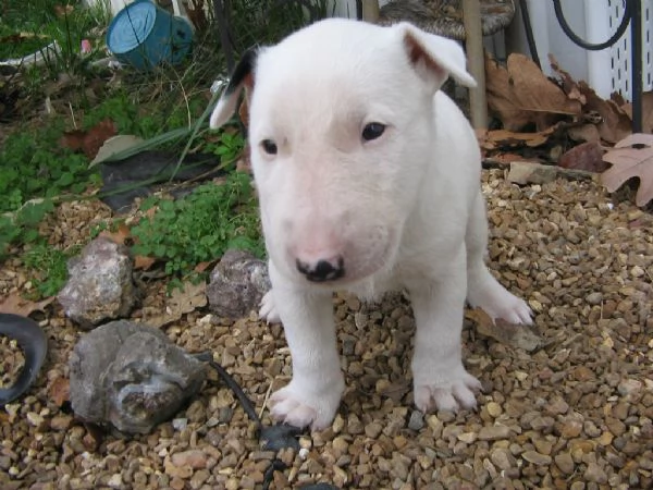 Cuccioli di bull terrier disponibili per adozione. | Foto 0