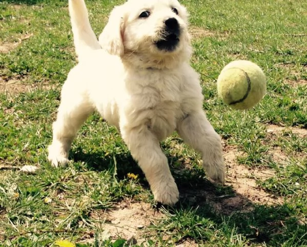 Cucciolo di Golden Retriever Femmina e femmina