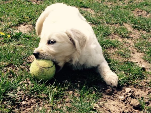 Cucciolo di Golden Retriever Femmina e femmina | Foto 0