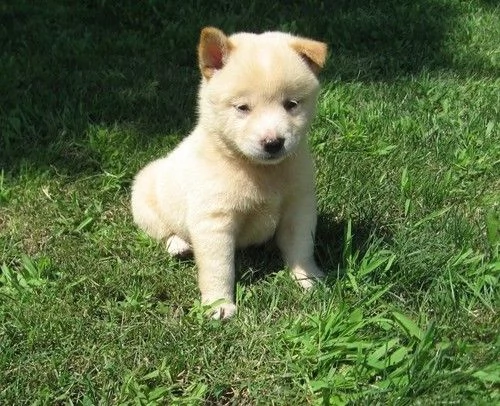 Cuccioli di Shiba Inu | Foto 1