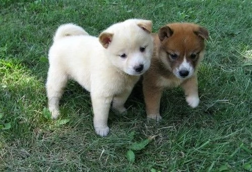 Cuccioli di Shiba Inu