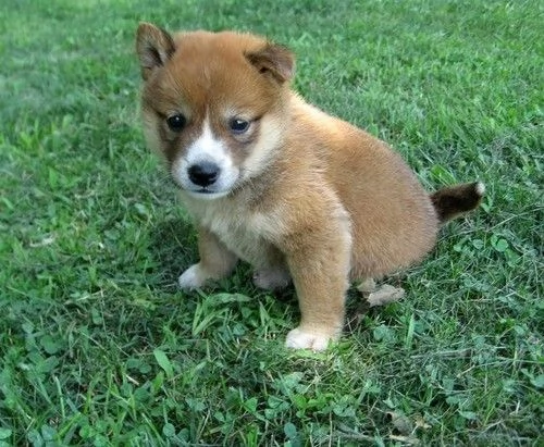 Cuccioli di Shiba Inu | Foto 0