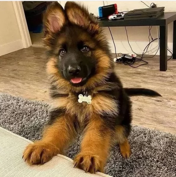 Cuccioli di pastore tedesco in adozione.