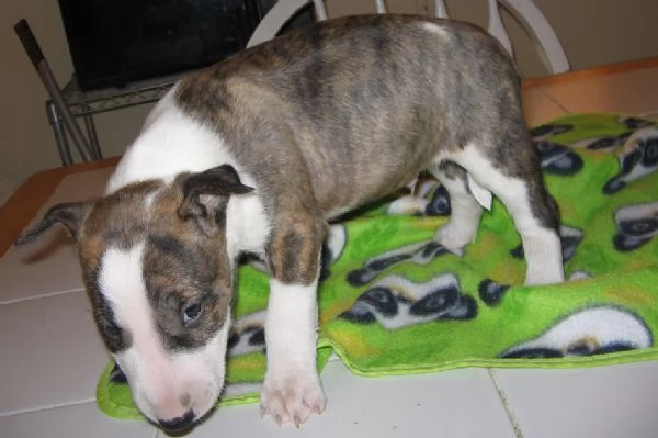 Cuccioli di bull terrier disponibili per adozione.