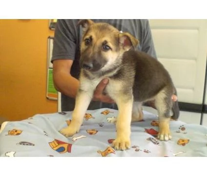 Cuccioli di pastore tedesco in adozione.