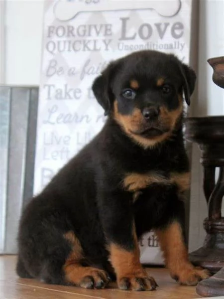 Cuccioli di Rottweiler di 12 settimane pronti per partire | Foto 0