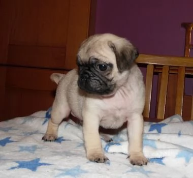 adorabili cuccioli di carlino cercano una casa premurosa da lasciare.