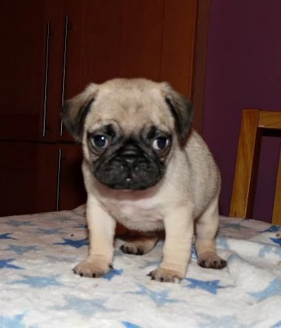 adorabili cuccioli di carlino cercano una casa premurosa da lasciare. | Foto 0