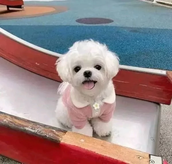 Maltese 