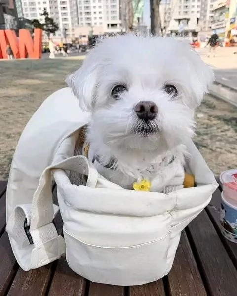 Maltese  | Foto 0