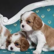 Adorabili cuccioli di cavaliere King Charles  | Foto 2