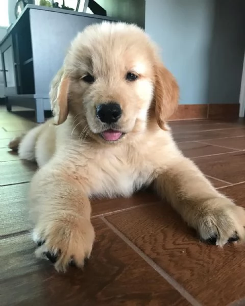 Splendida cucciolata di Golden Retriever n