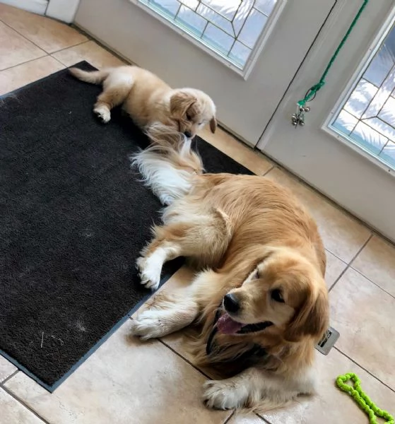 Disponibili ultimi cuccioli di Golden retriever | Foto 0