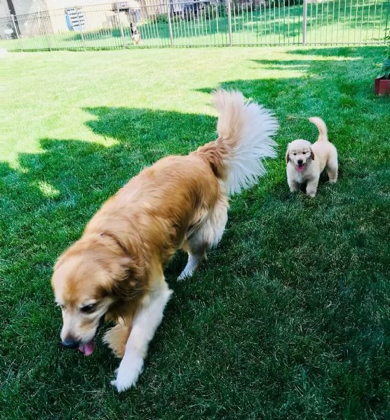 Disponibili ultimi cuccioli di Golden retriever