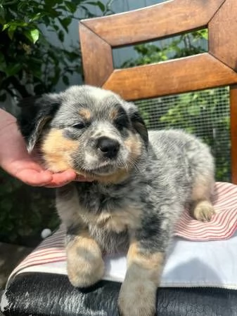 Disponibili alla consegna cuccioli di australian shepherd 
