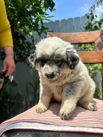 Disponibili alla consegna cuccioli di australian shepherd  | Foto 0