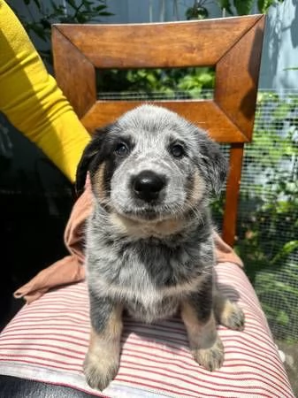 Cuccioli Australian Shepherd | Foto 0