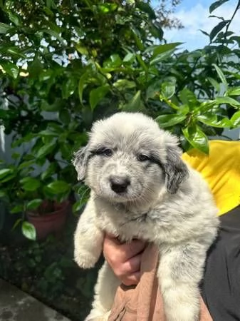 cuccioli di pastore australiano cuccioli  | Foto 1