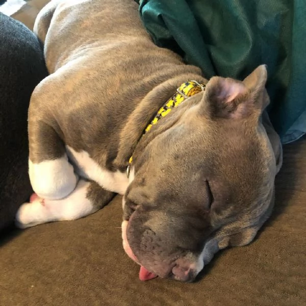 adorabili cuccioli di pit-bull  | Foto 1