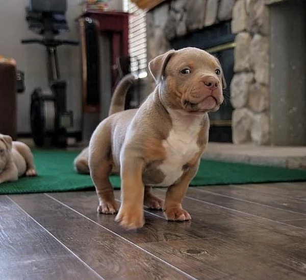 stupende cuccioli di pitbull disponibili | Foto 1