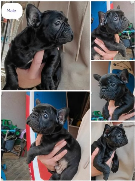 Bulldog francese cuccioli