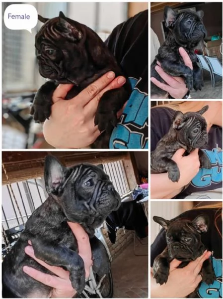 Bulldog francese cuccioli | Foto 0
