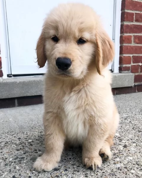 Disponibili cuccioli di Golden retriever