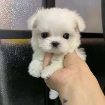 Cuccioli maltese