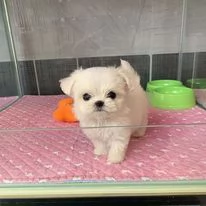Cuccioli maltese | Foto 1