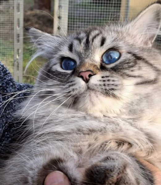 Siberiano per accoppiamento  | Foto 1