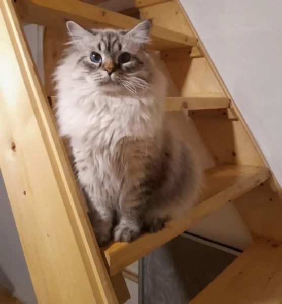 Siberiano per accoppiamento  | Foto 0